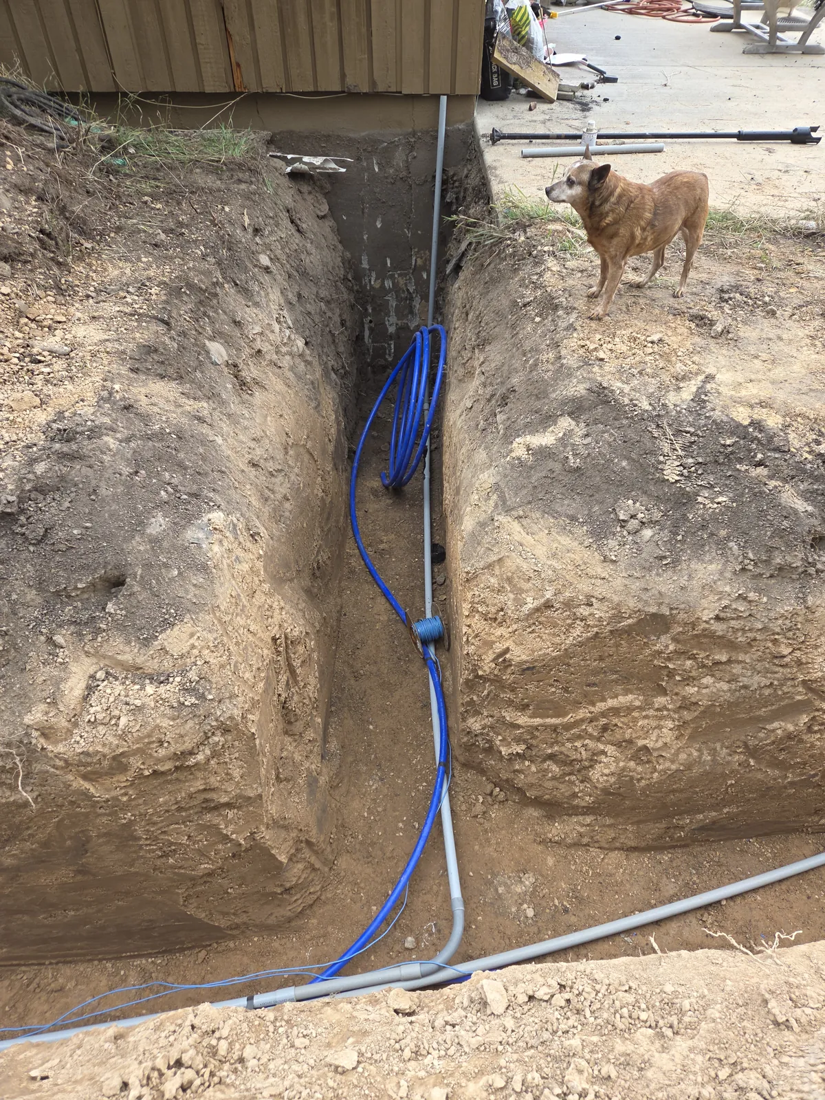 A dog standing at the edge of a fresh trench with new water line in it